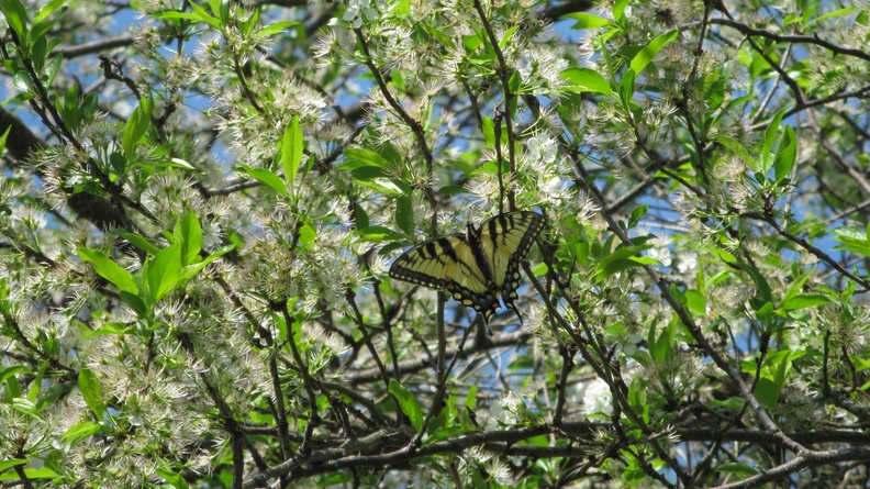 2010-04-04-0408 Easter Lunch at Angelia‘s Butterfly in tree